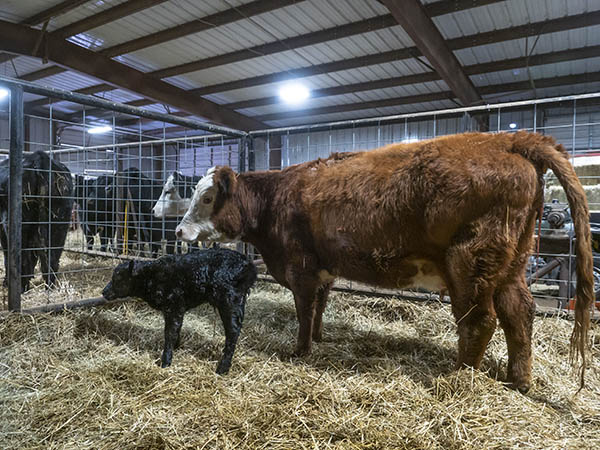 Angus Cattle  Oklahoma State University