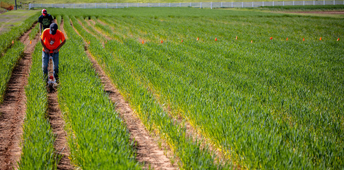 A worker planting soybeans in between rows of maturing wheat.