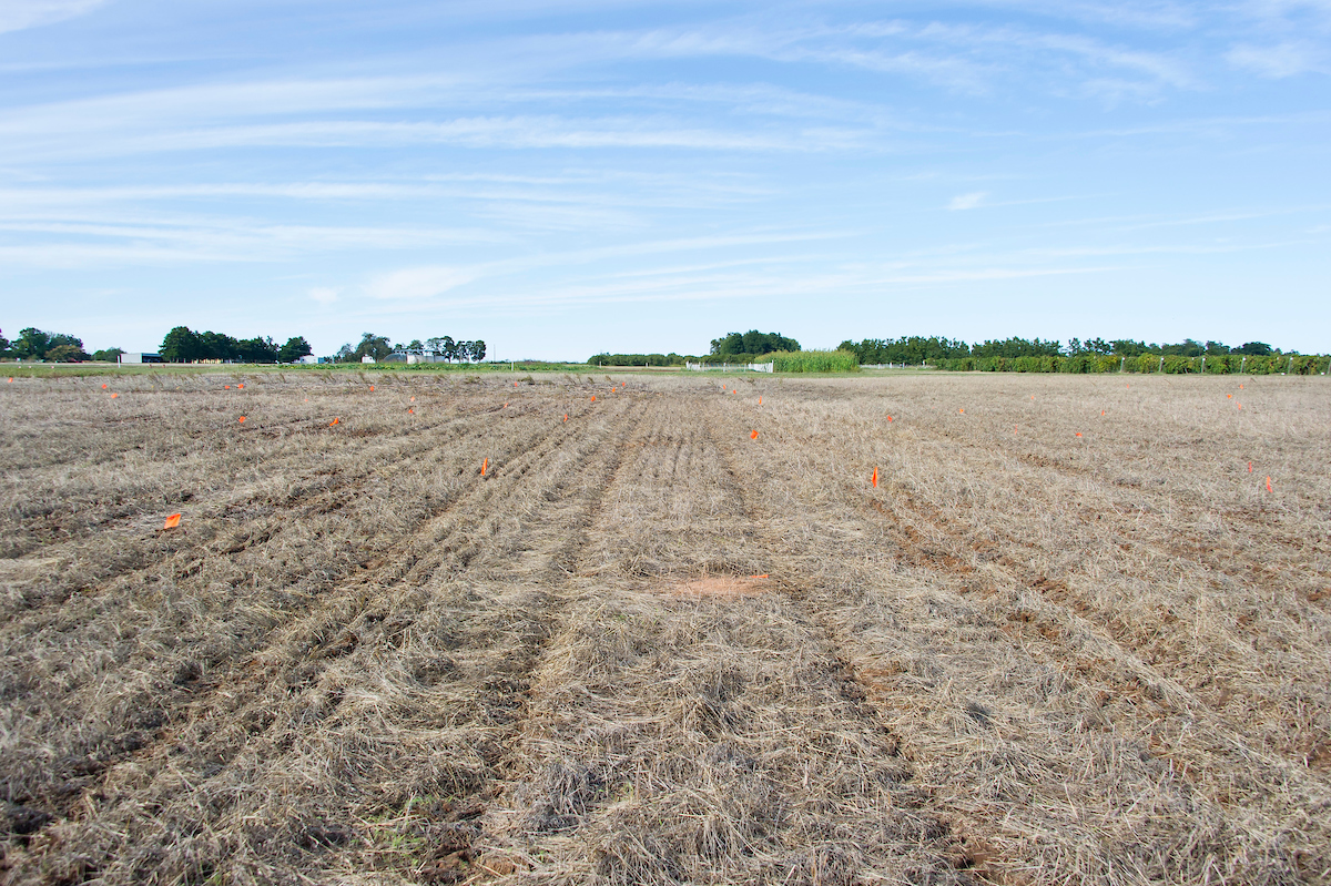 A field with no-till wheat.