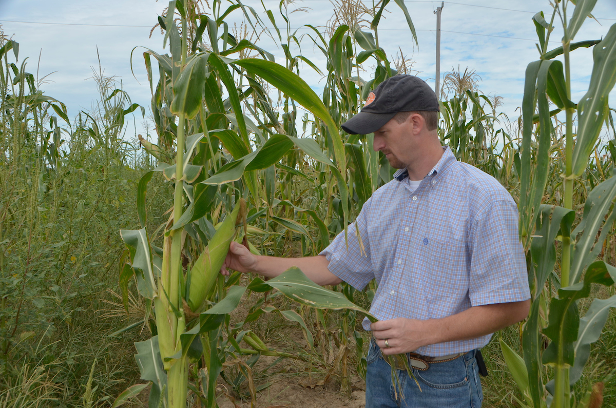 A man in a field of corn.