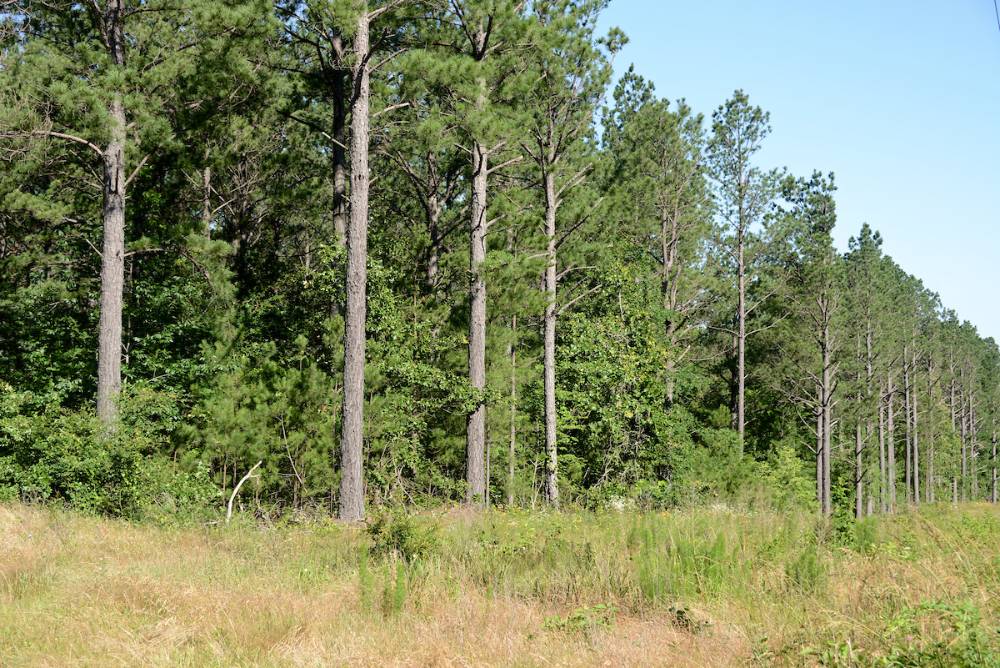 A view of a group of trees in the forest.