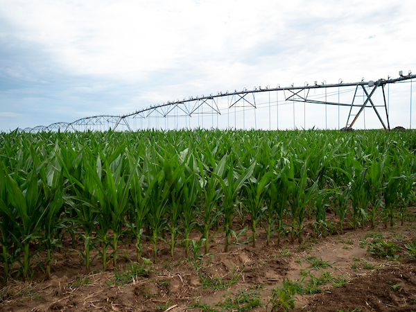 A pivot irrigation system in the field.