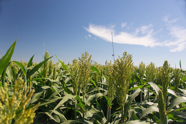 A close up of corn in the field.