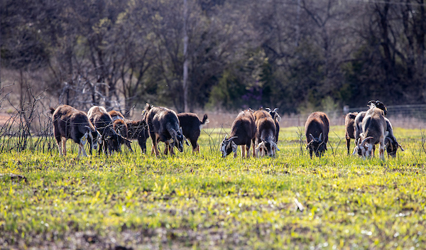 A group of goats grazing in the field.