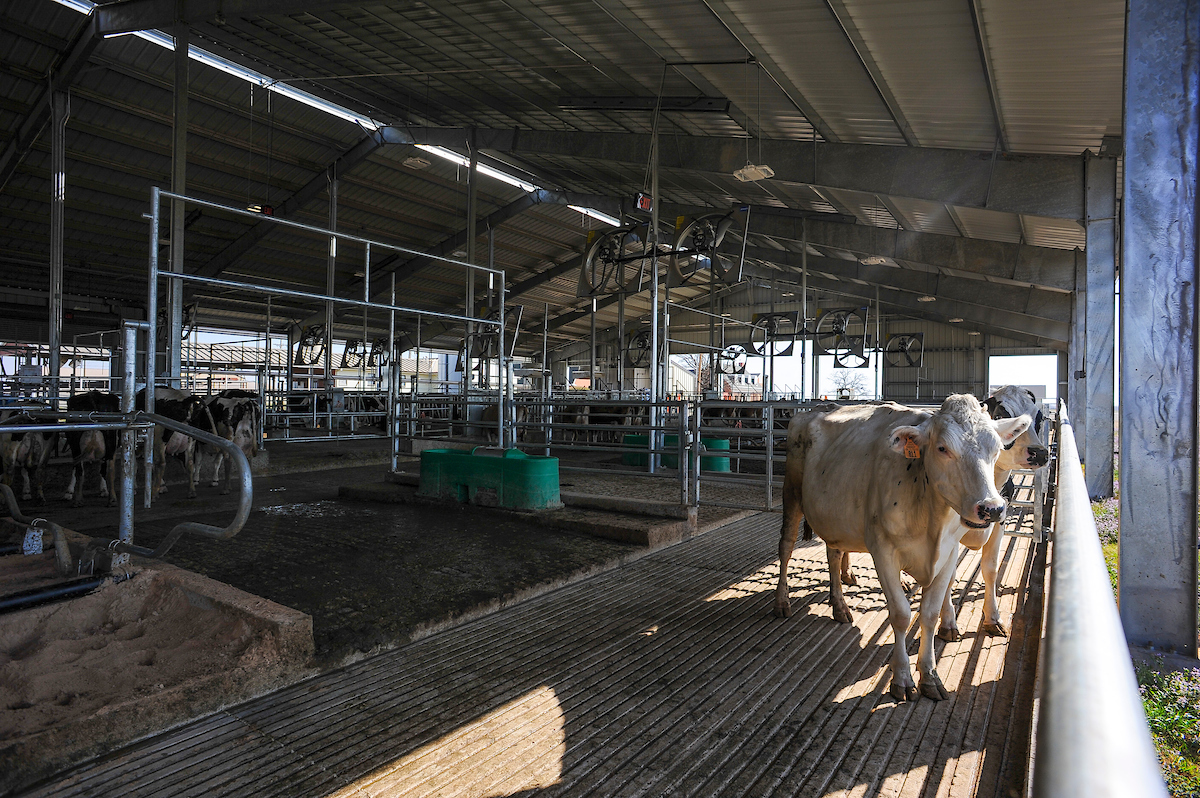 Cattle standing in the stall barn.