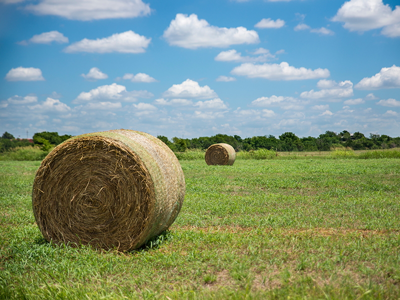 Hay bale in a field