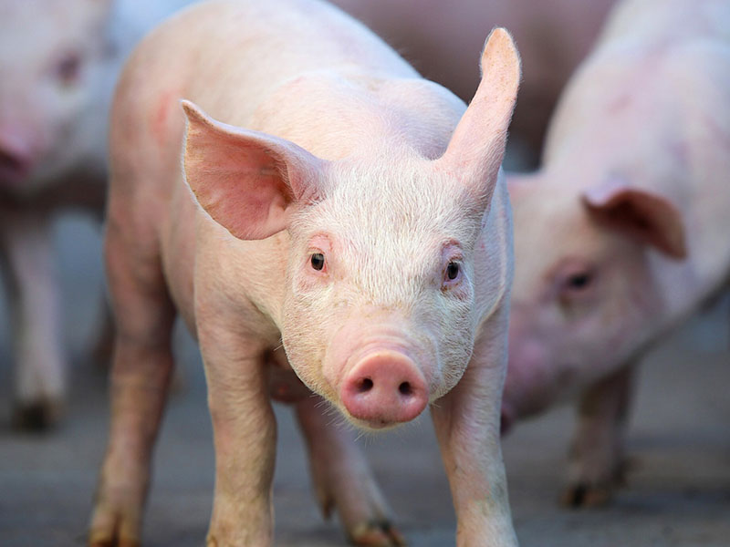 Swine Research and Education Center Oklahoma State University