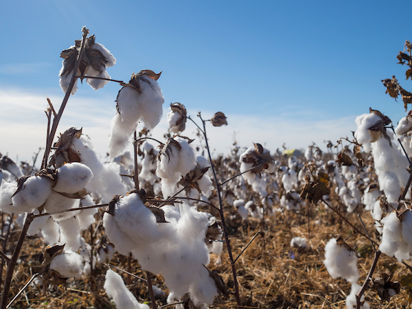Cotton in a field.