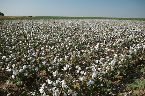 Cotton rows in a field.