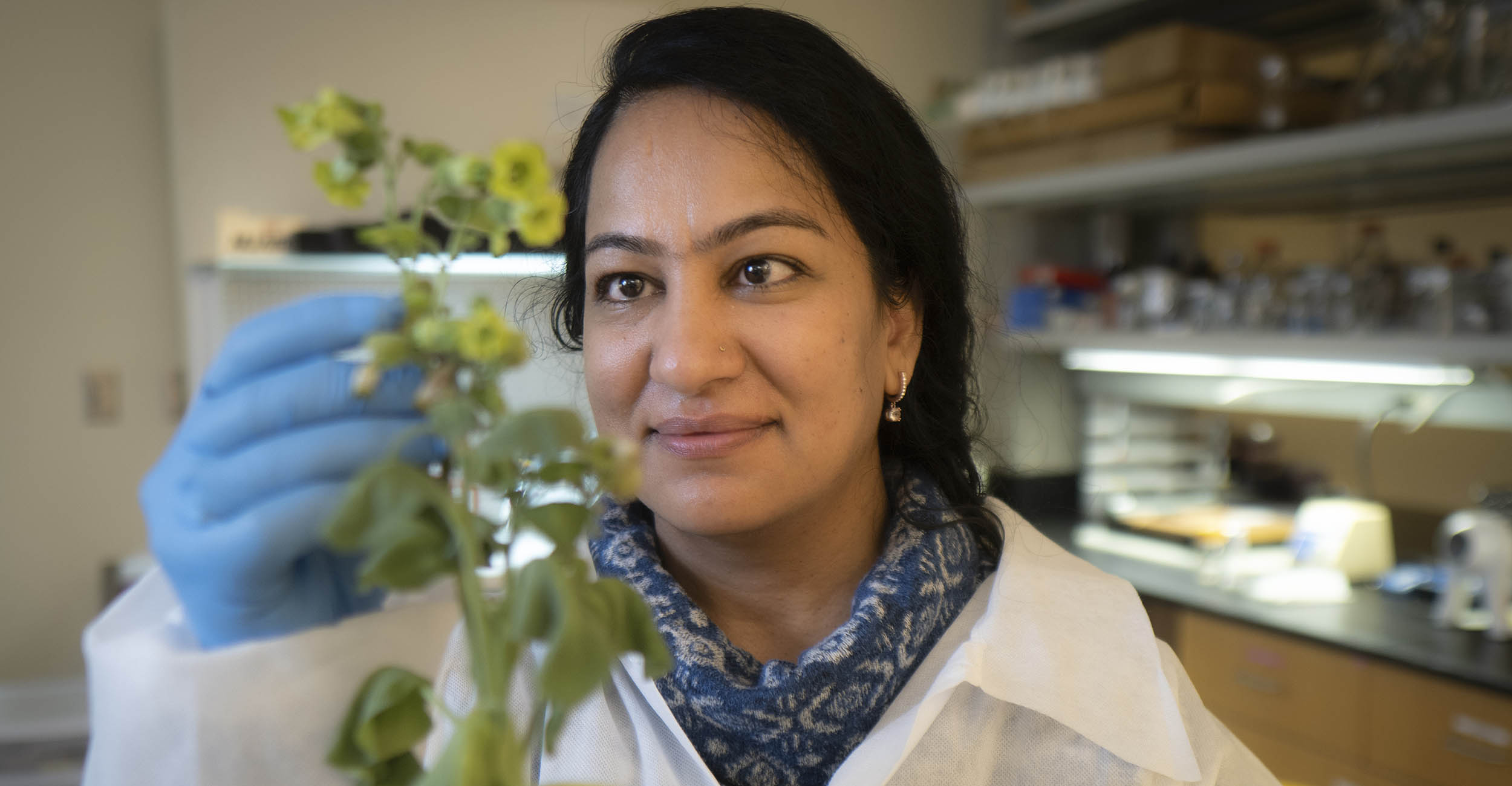 Image of OSU ag researcher Poonam Sharma working with a plant in her laboratory.