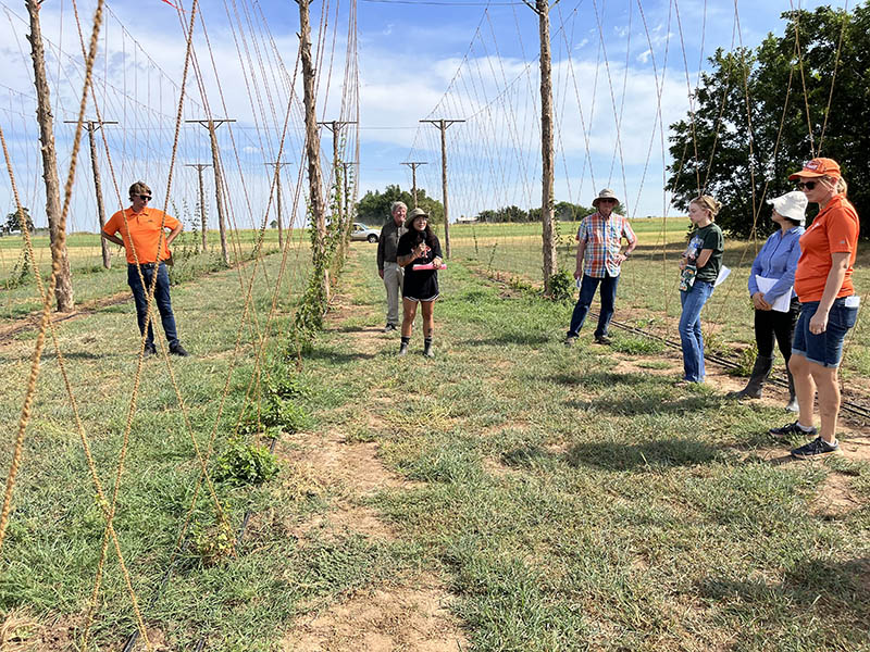 People stand around a hops vine in Oklahoma.