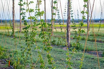 OSU researchers seek to make hops a new Oklahoma crop