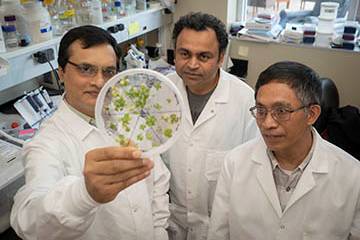 OSU scientists revolutionizing legume genetic research