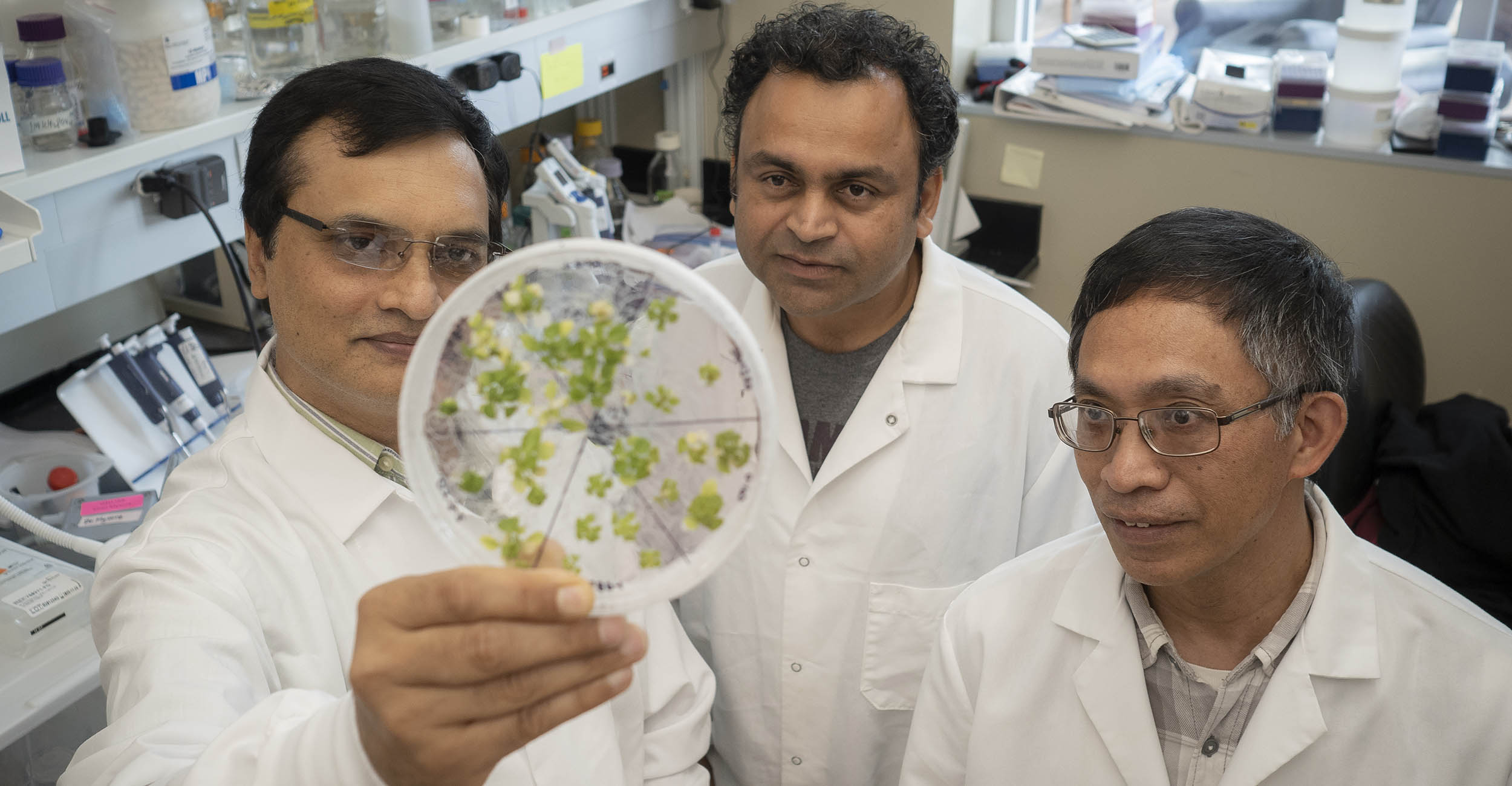 An Image of Kiran Mysore, Bikrim Pant and Jiangqi Wen looking at a legume sample.