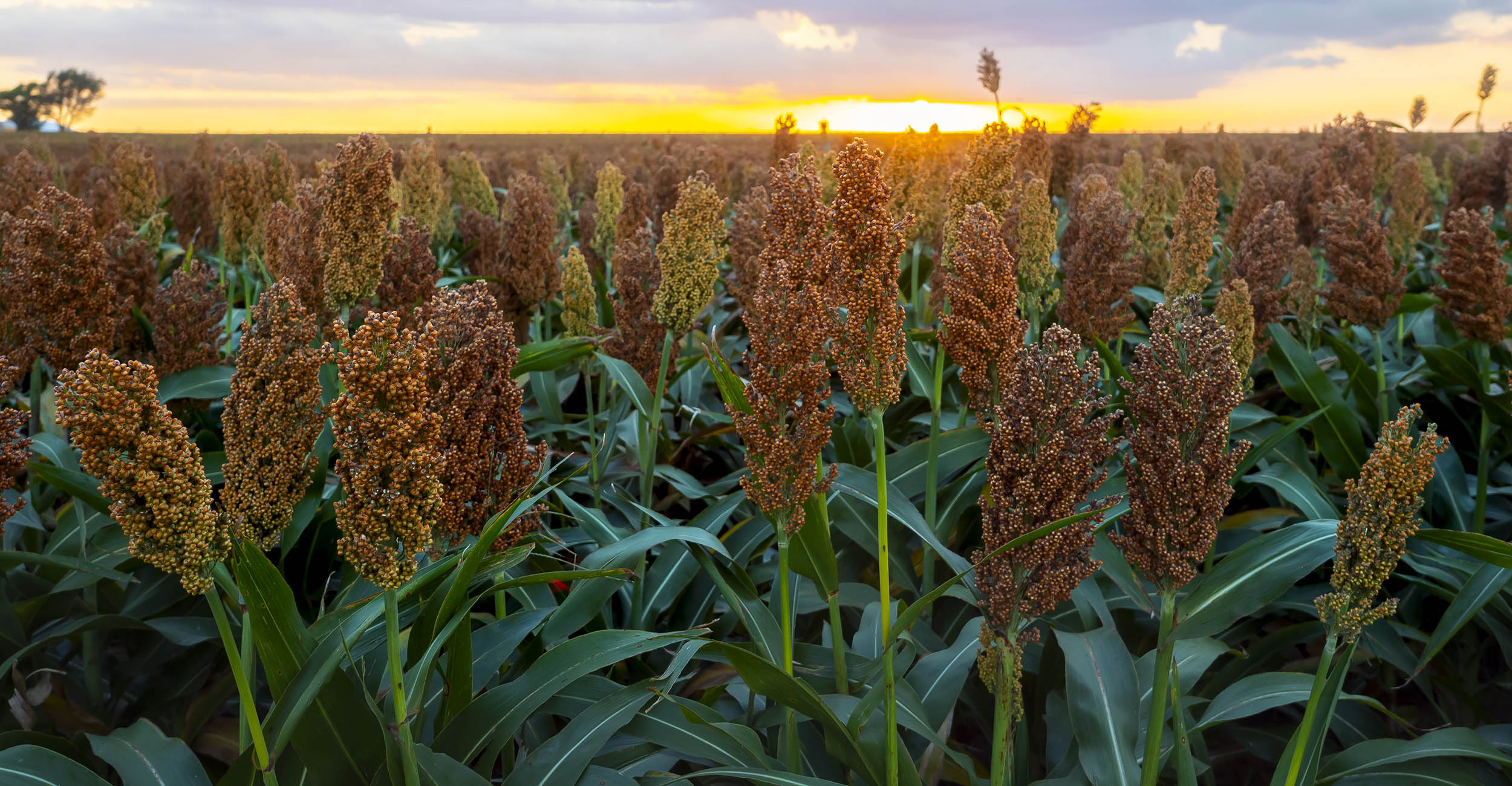 sorghum crops