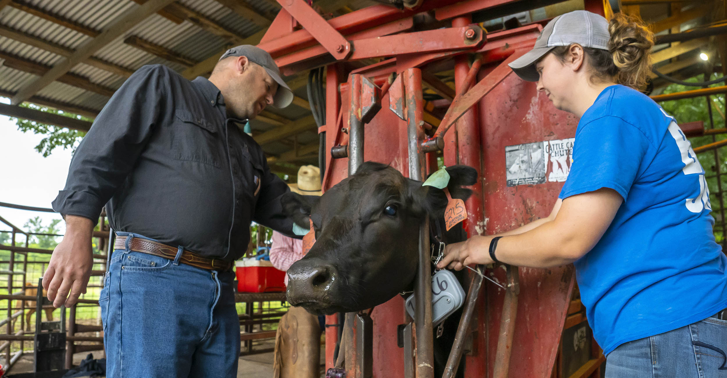 Image of Ryan Reuter Oklahoma State Universtiy professor and his graduate student putting a new collar on a cow in a cattle chute.