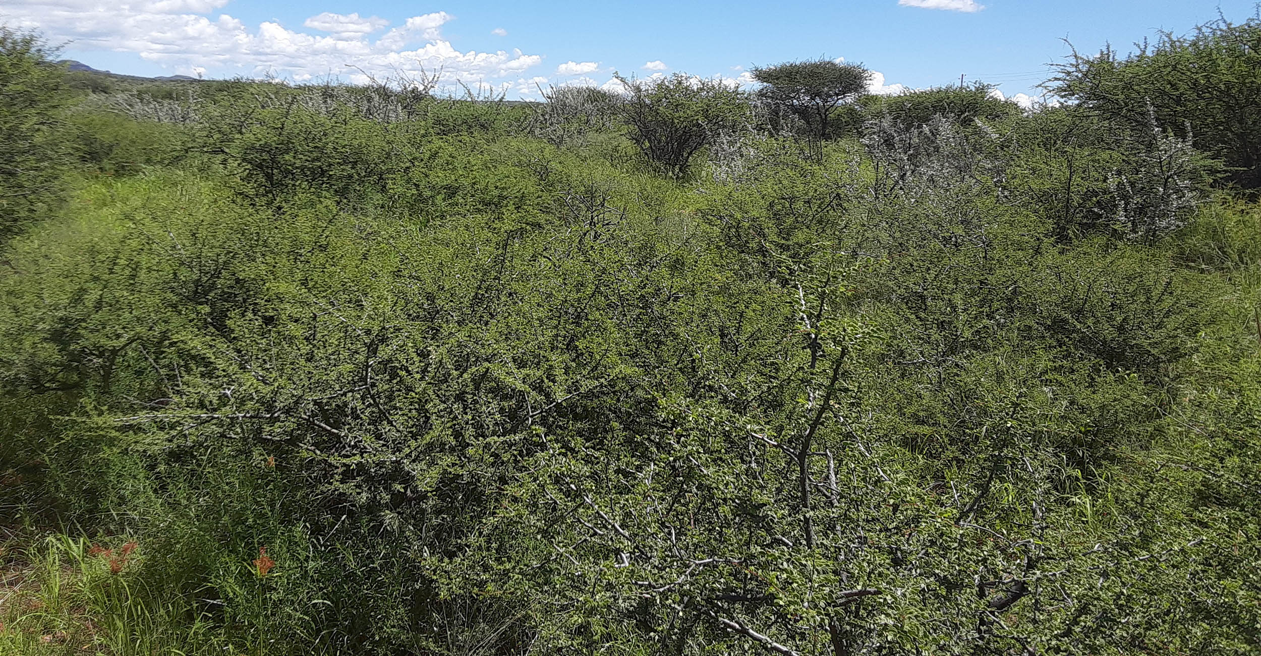 OSU Ag Research collaborates with African researchers to combat ticks