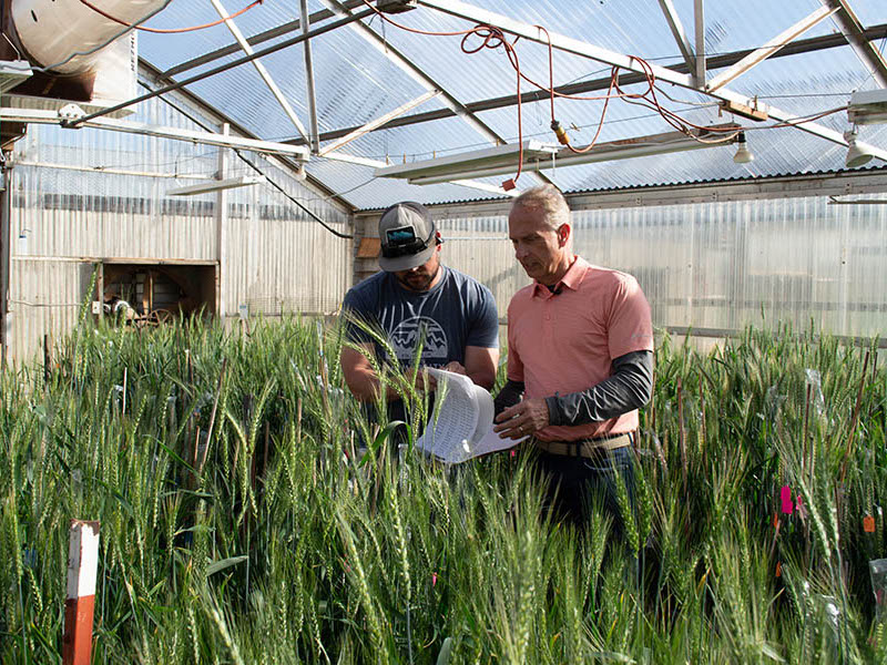 Brett Carver and Jason Ray look over wheat plants in an OSU greenhouse.