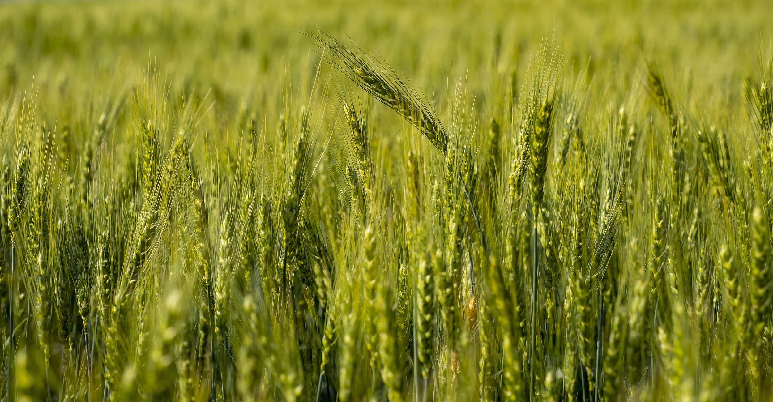 Close up of a wheat field