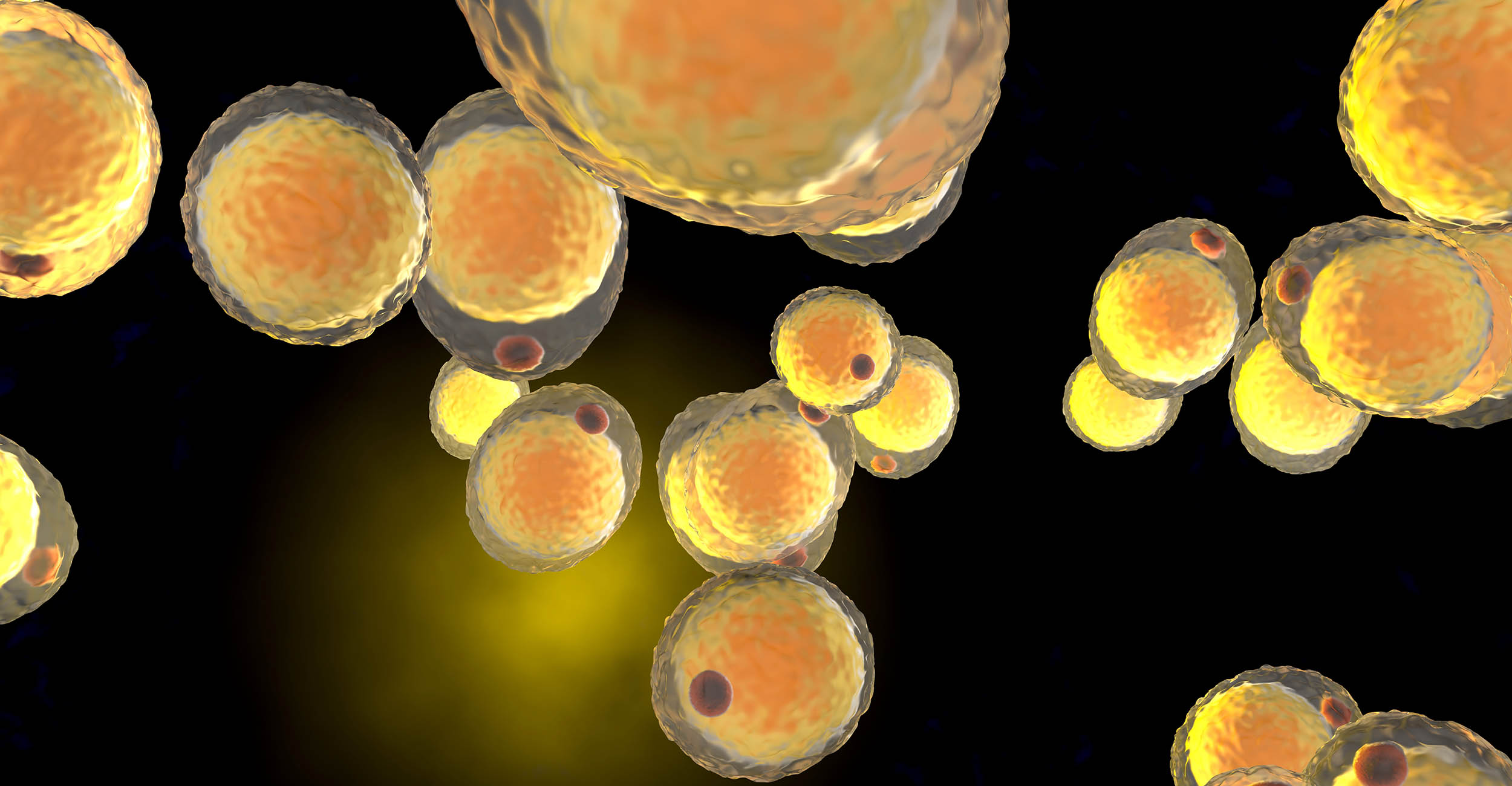Illustration of fat cells