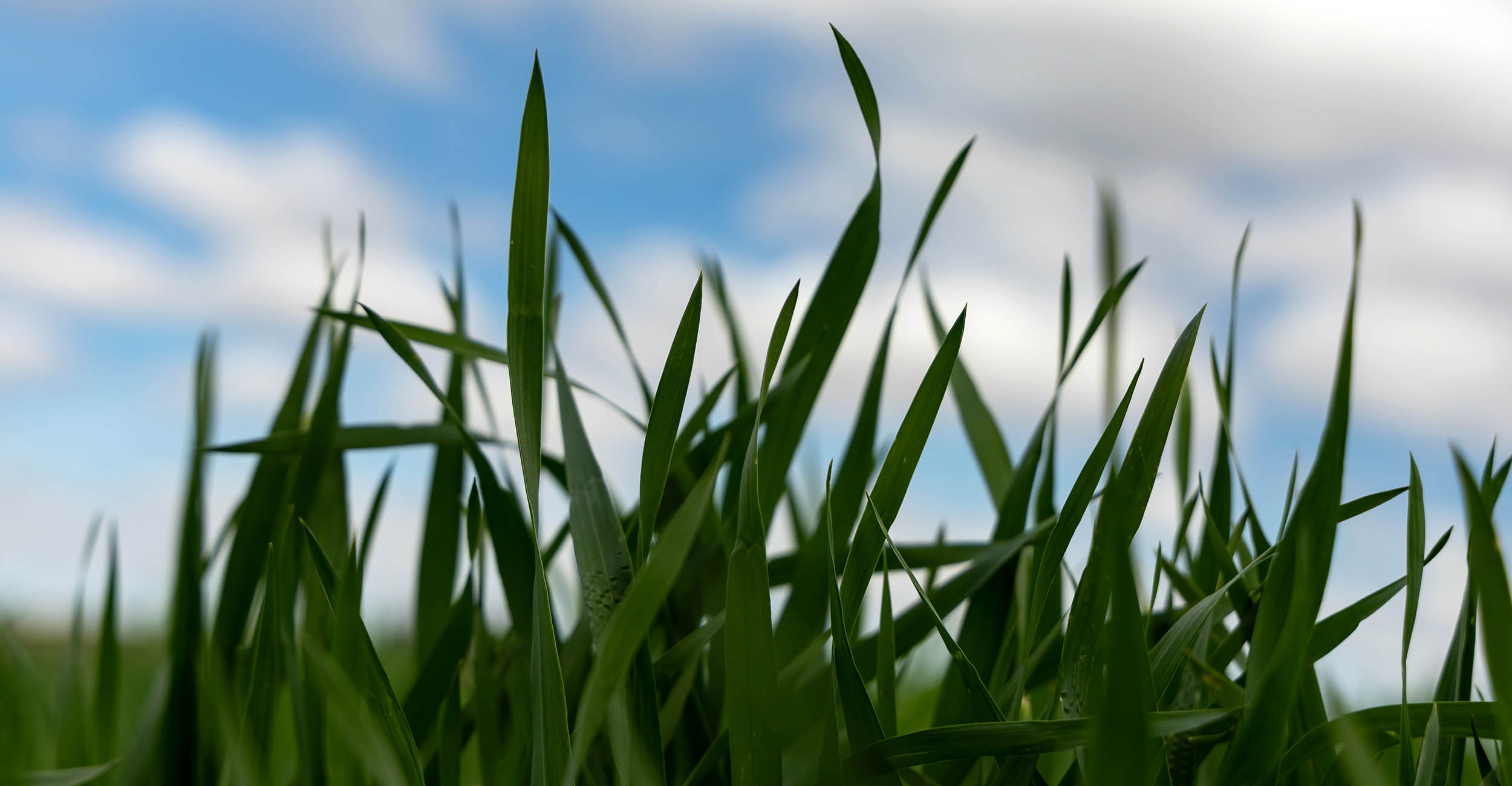 close up of wheat in a field