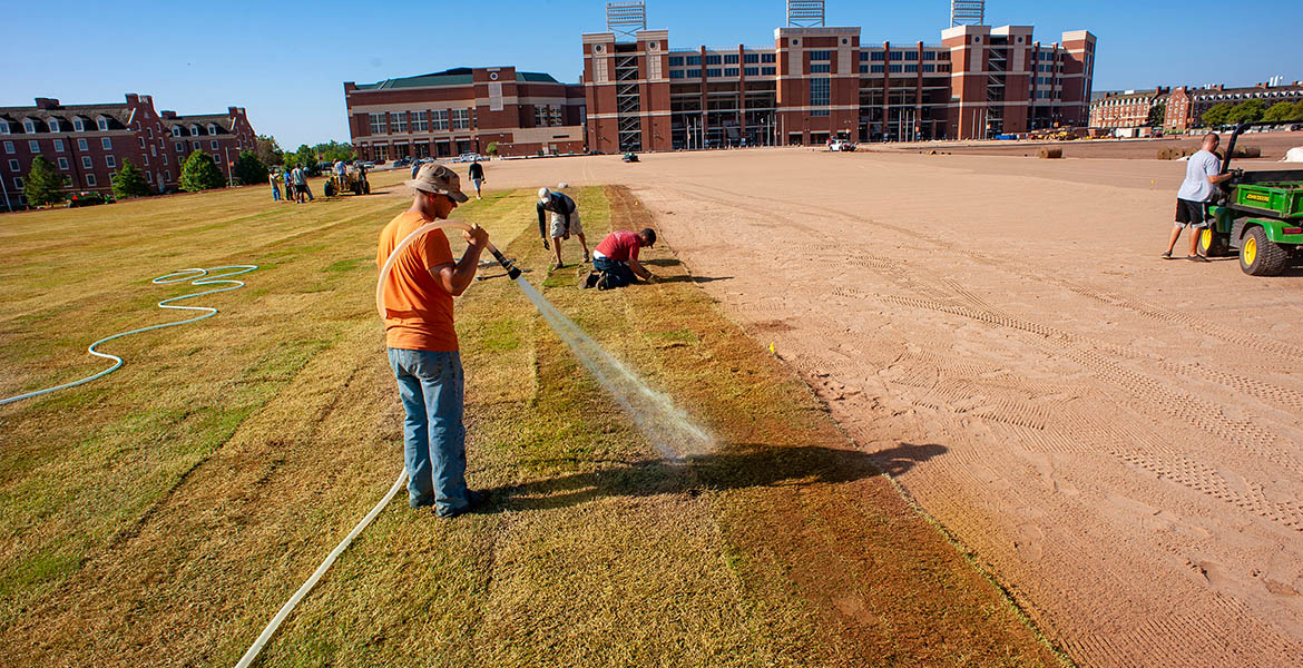 Patriot turfgrass