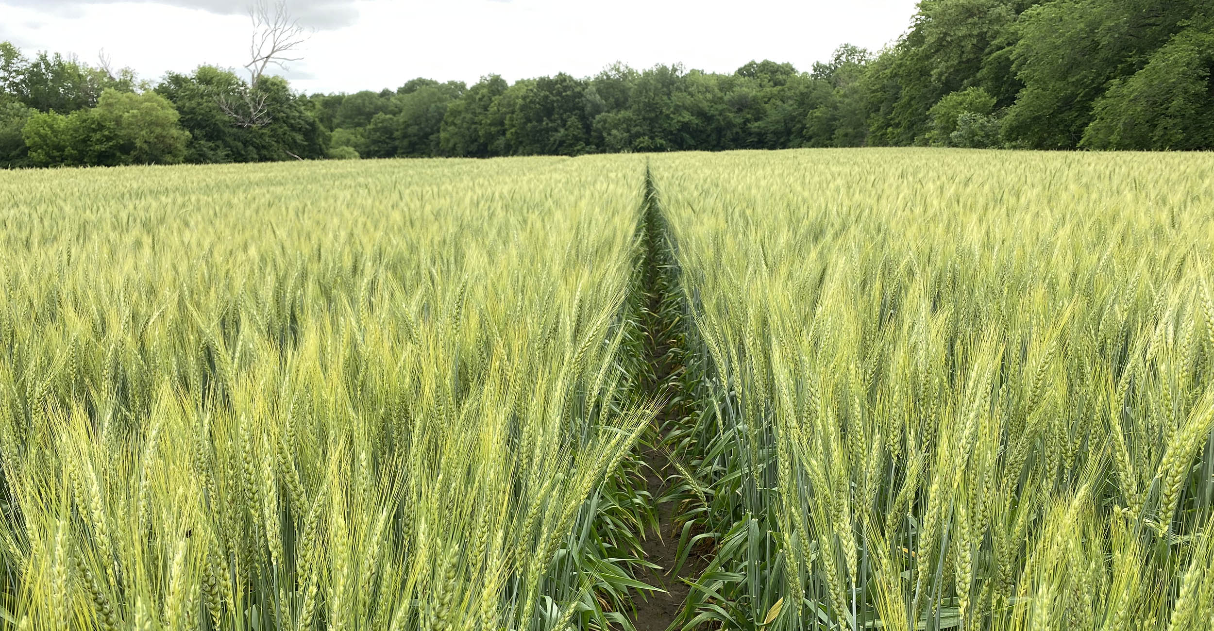 Green wheat field in Morris, Oklahoma