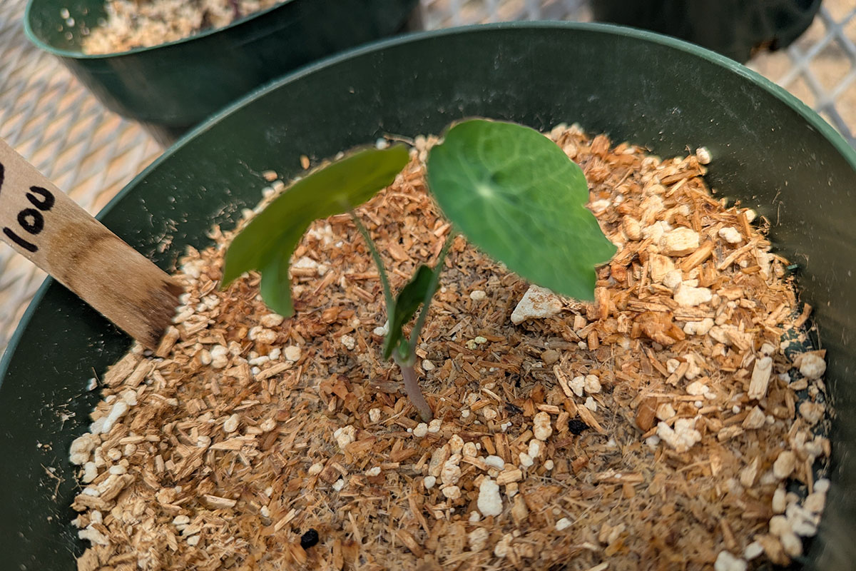 close up of a seedling plant in a seedling pot