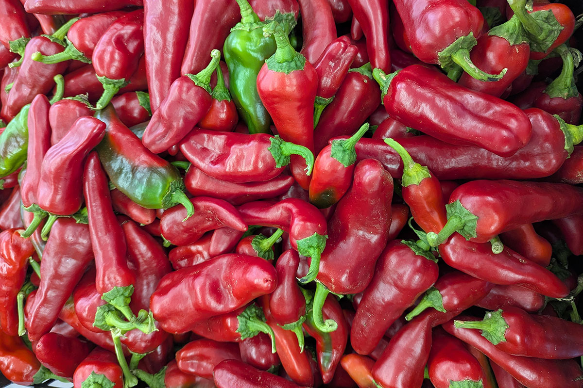 Close up of red chile peppers