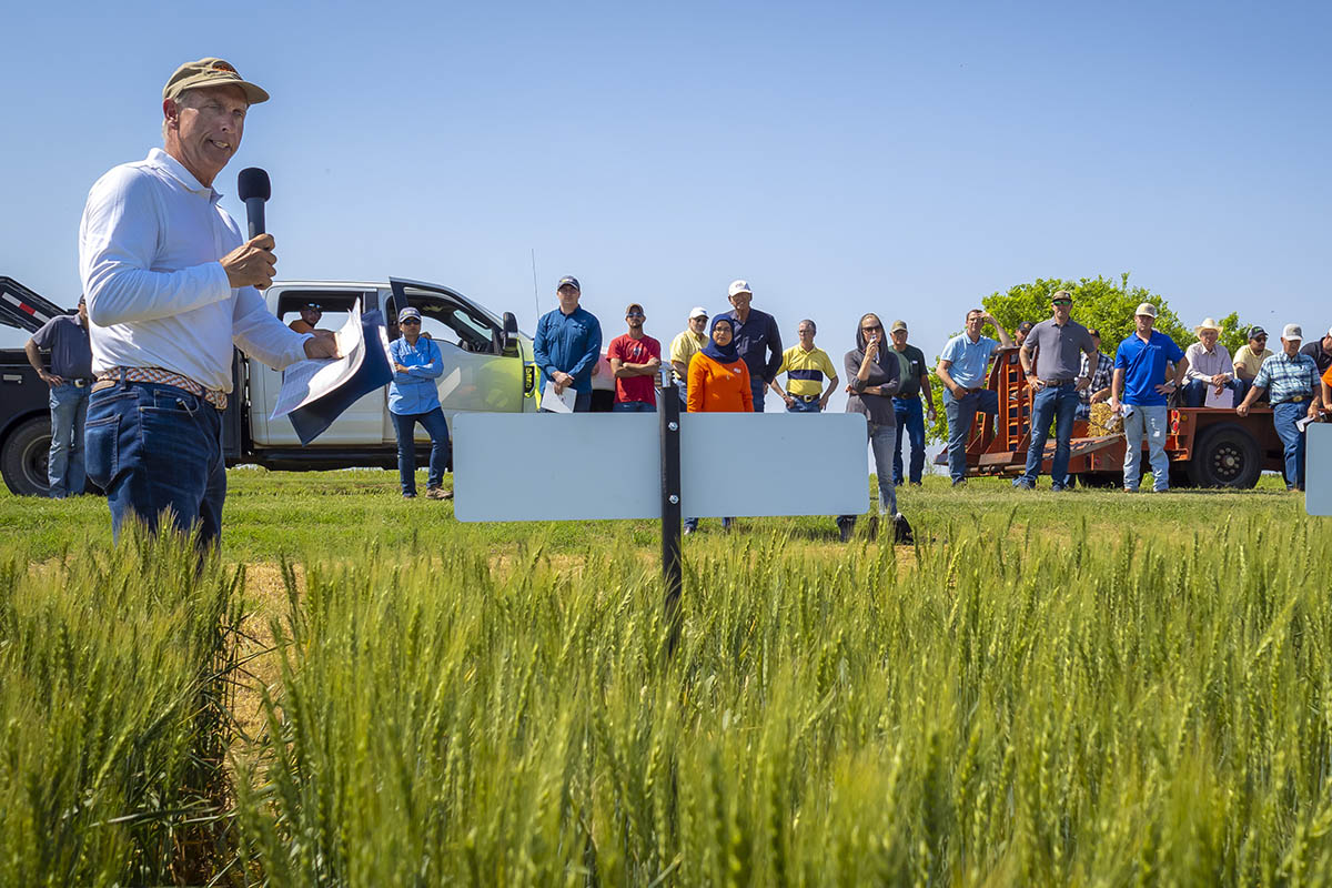 Carver speaks at a wheat field day