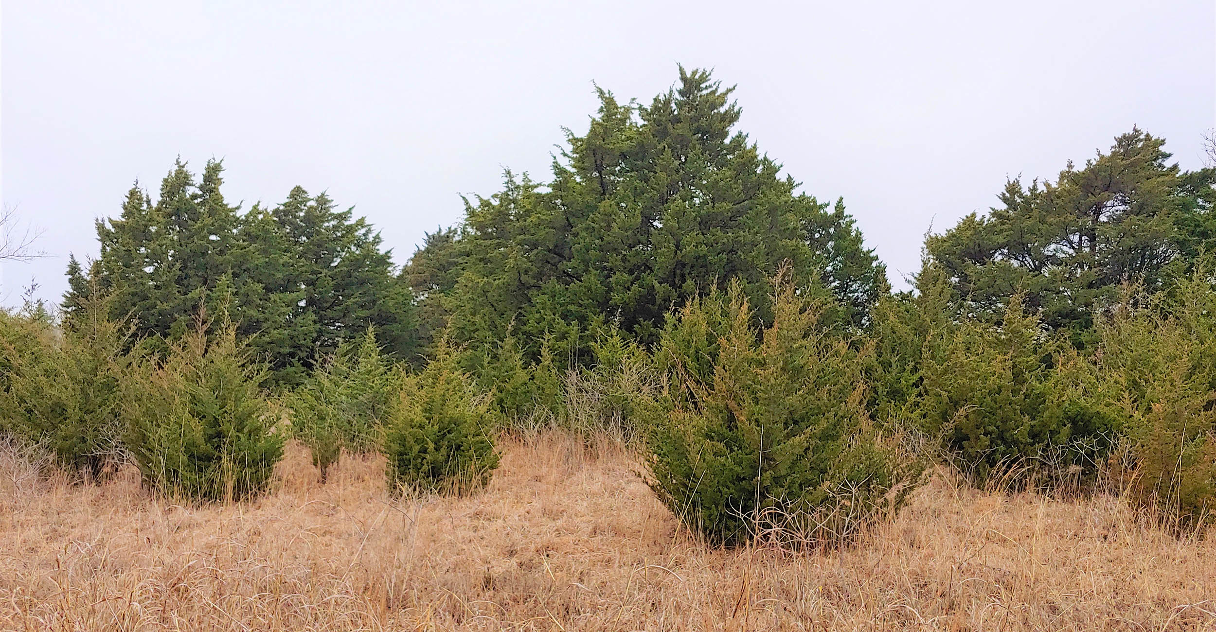 Eastern redcedar
