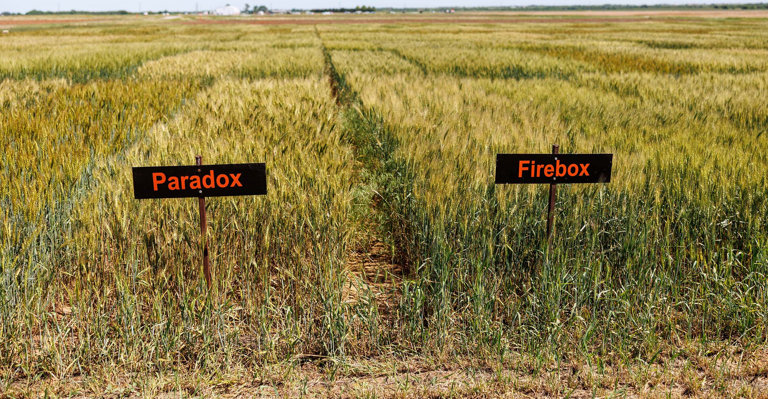 Paradox and Firebox signs in front of a wheat field where the two varieties are located.