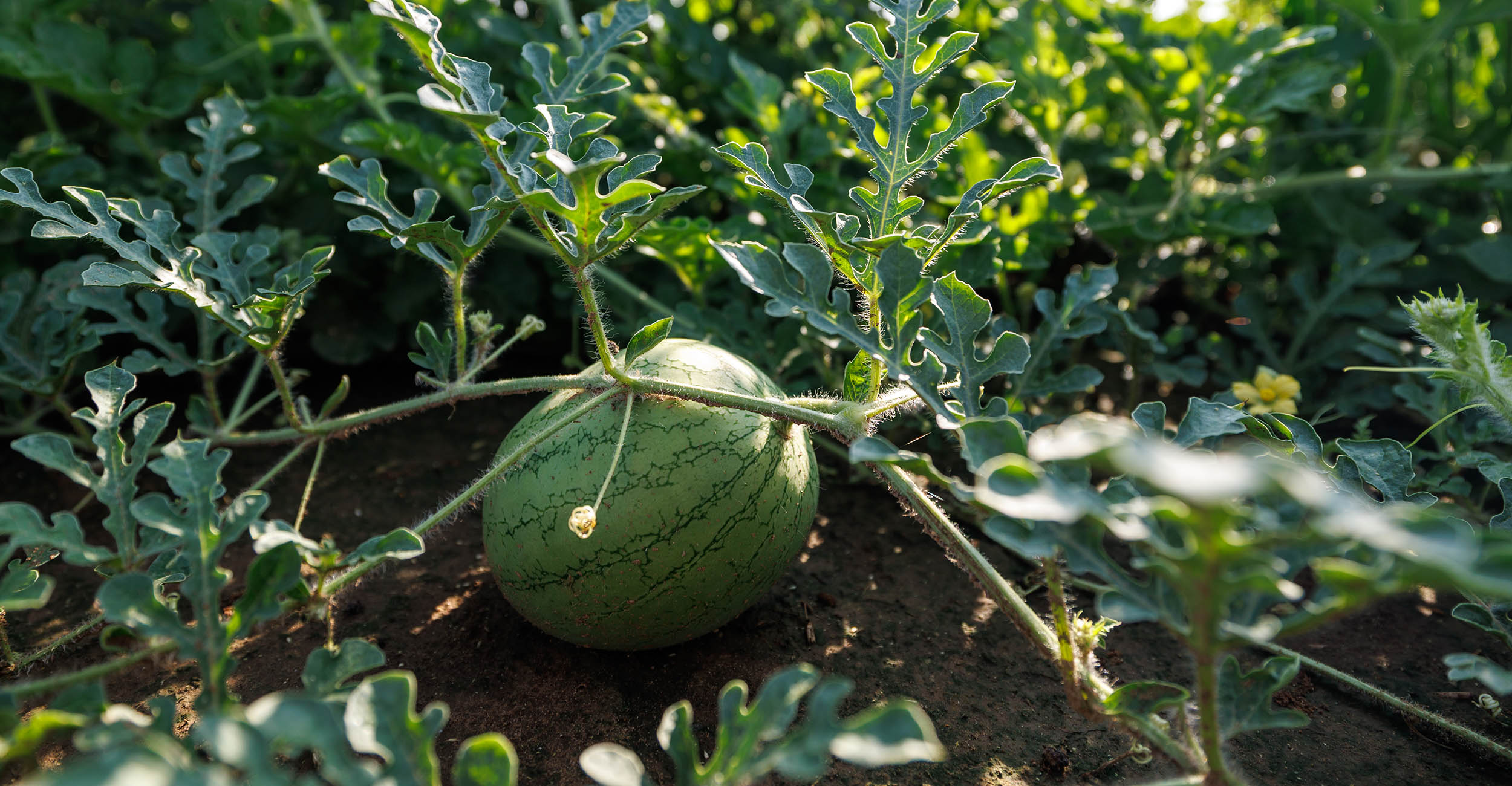 A watermelno crop at the Oklahoma State University Perkins reserach station