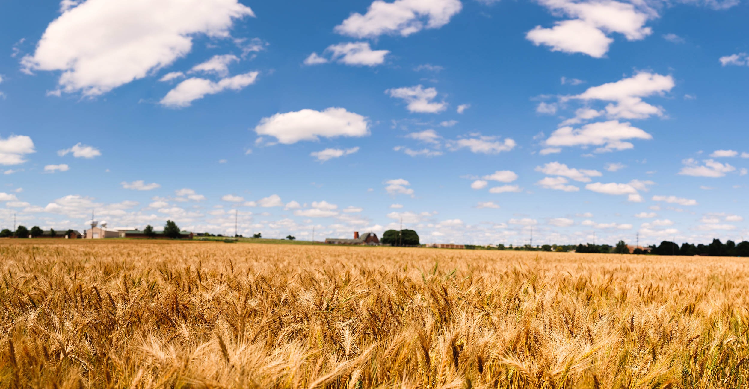 A field of wheat