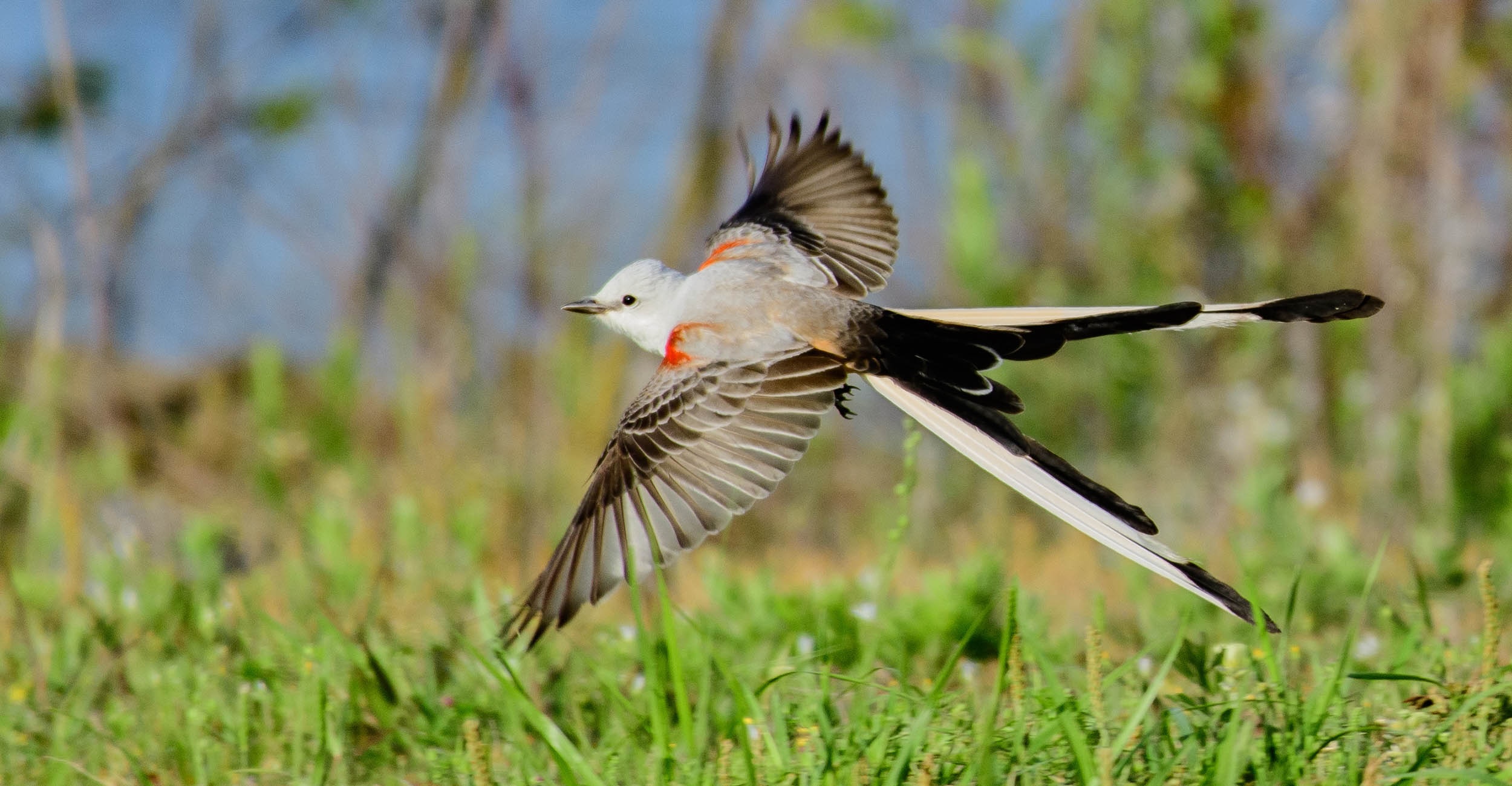 A scissor-tailed flycatcher flying low over a grassy area in the wild.