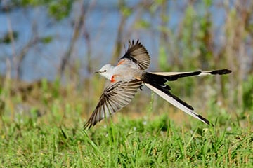A scissor-tailed flycatcher flying low over a grassy area in the wild.