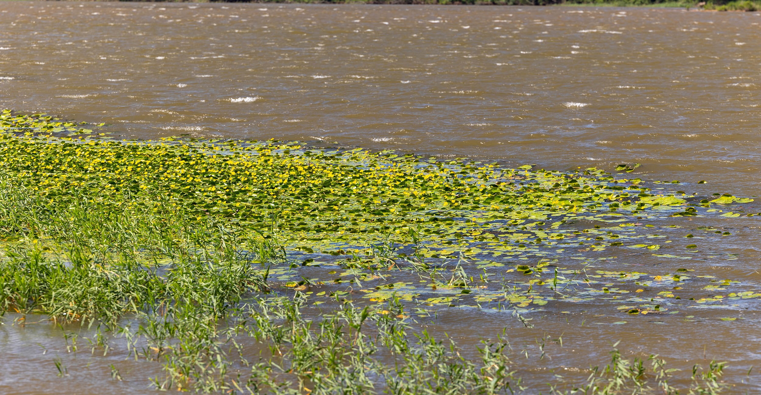 Yellow floating heart on the surface of the water at Lake McMurtry