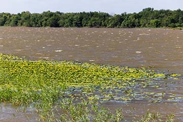 Yellow floating heart on the surface of the water at Lake McMurtry