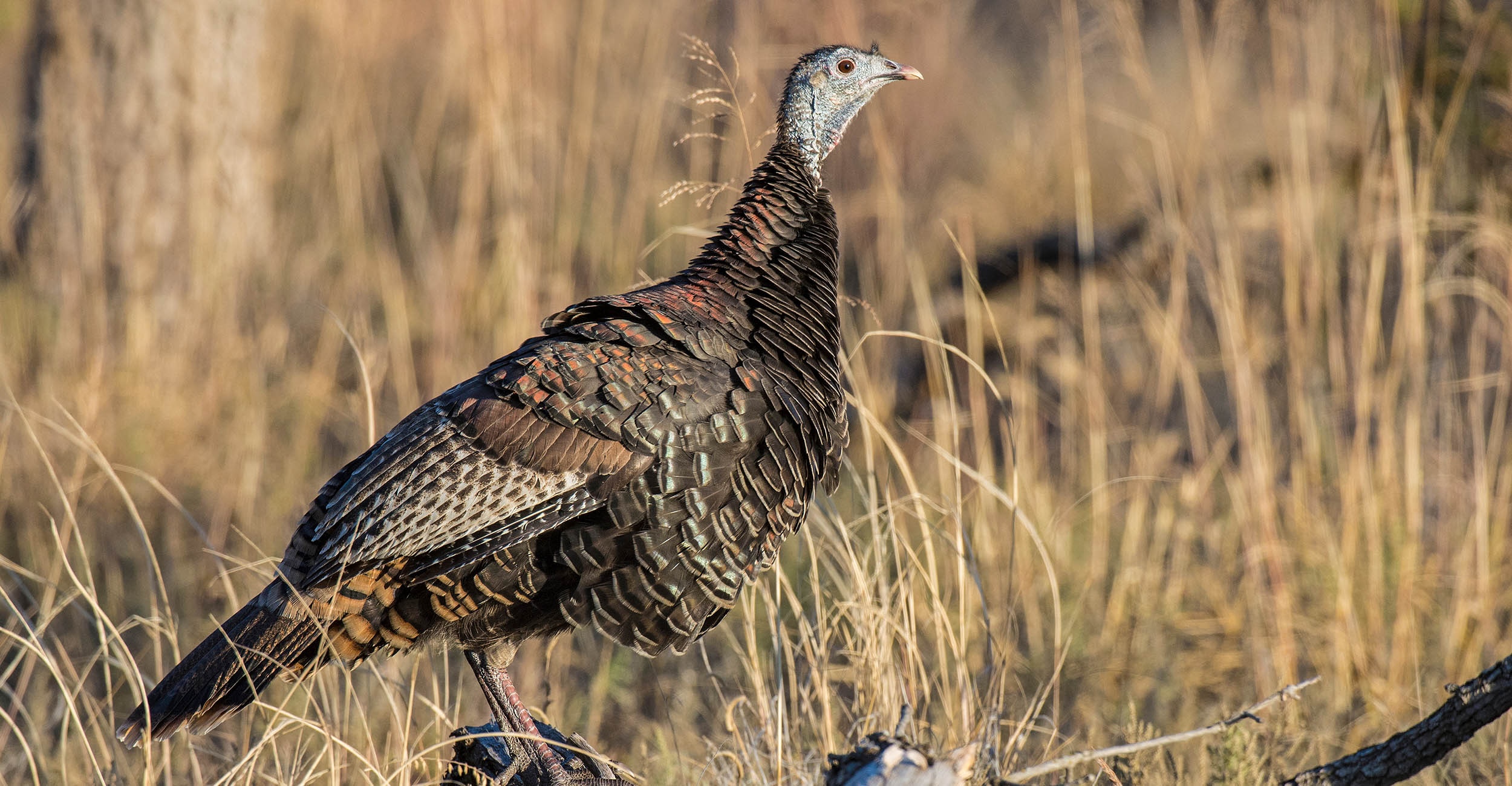 OSU research tracks Oklahoma wild turkey populations to improve wildlife management