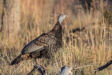Close-up of an Oklahoma wild turkey standing in a field