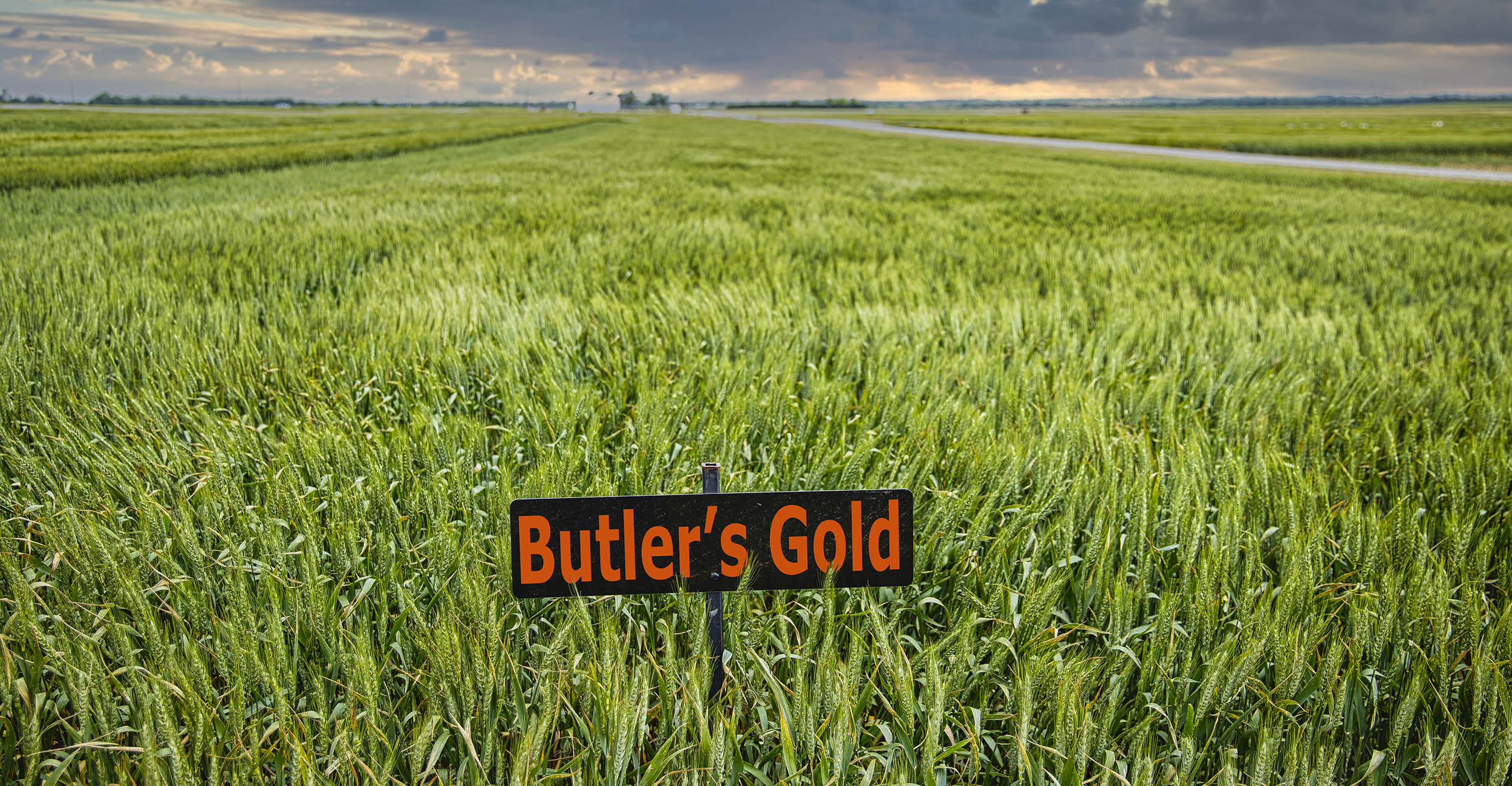A black sign with orange lettering reads,"Butler's Gold" in a field of green wheat.