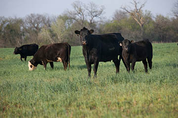 Natural Resource | Oklahoma State University