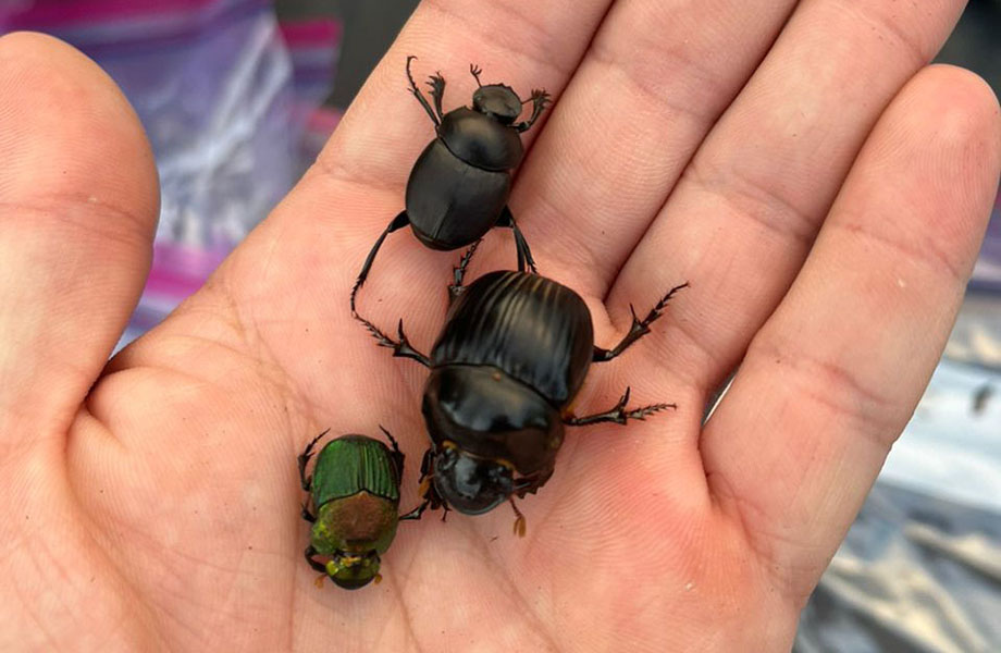 A human hand holding three dung beetles. The beetles are a black color with a green and brown tint, have pointy, sharp legs and are hard shell.