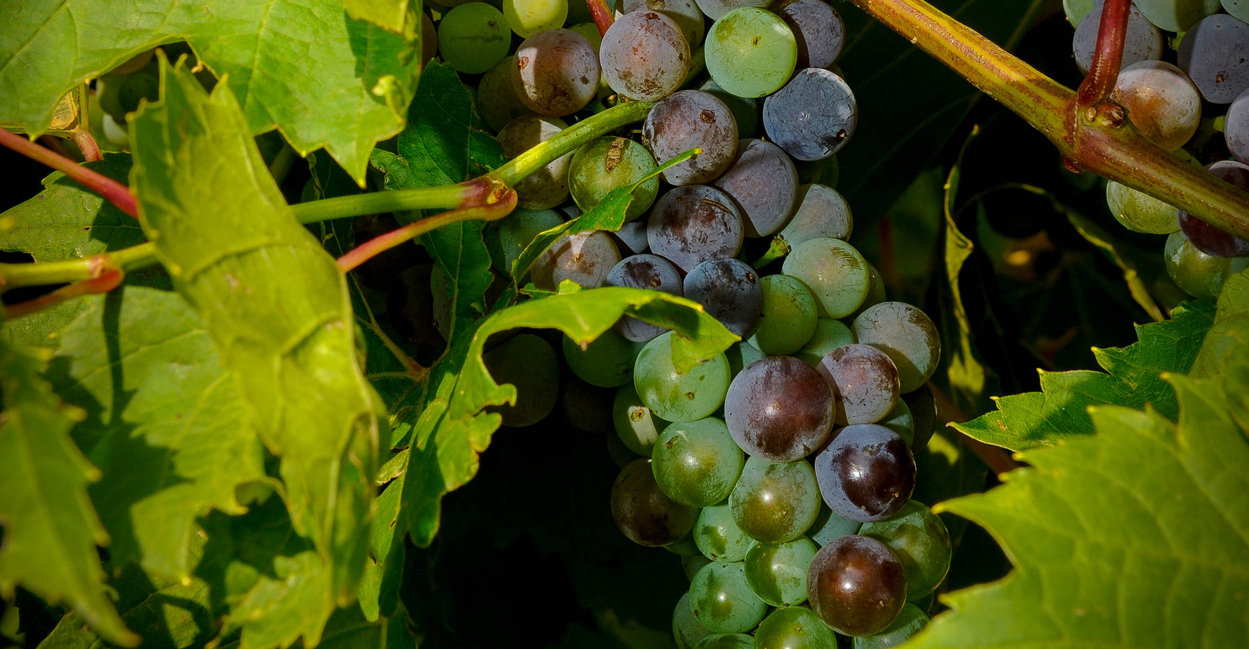 Image of red grapes on a grape vine.