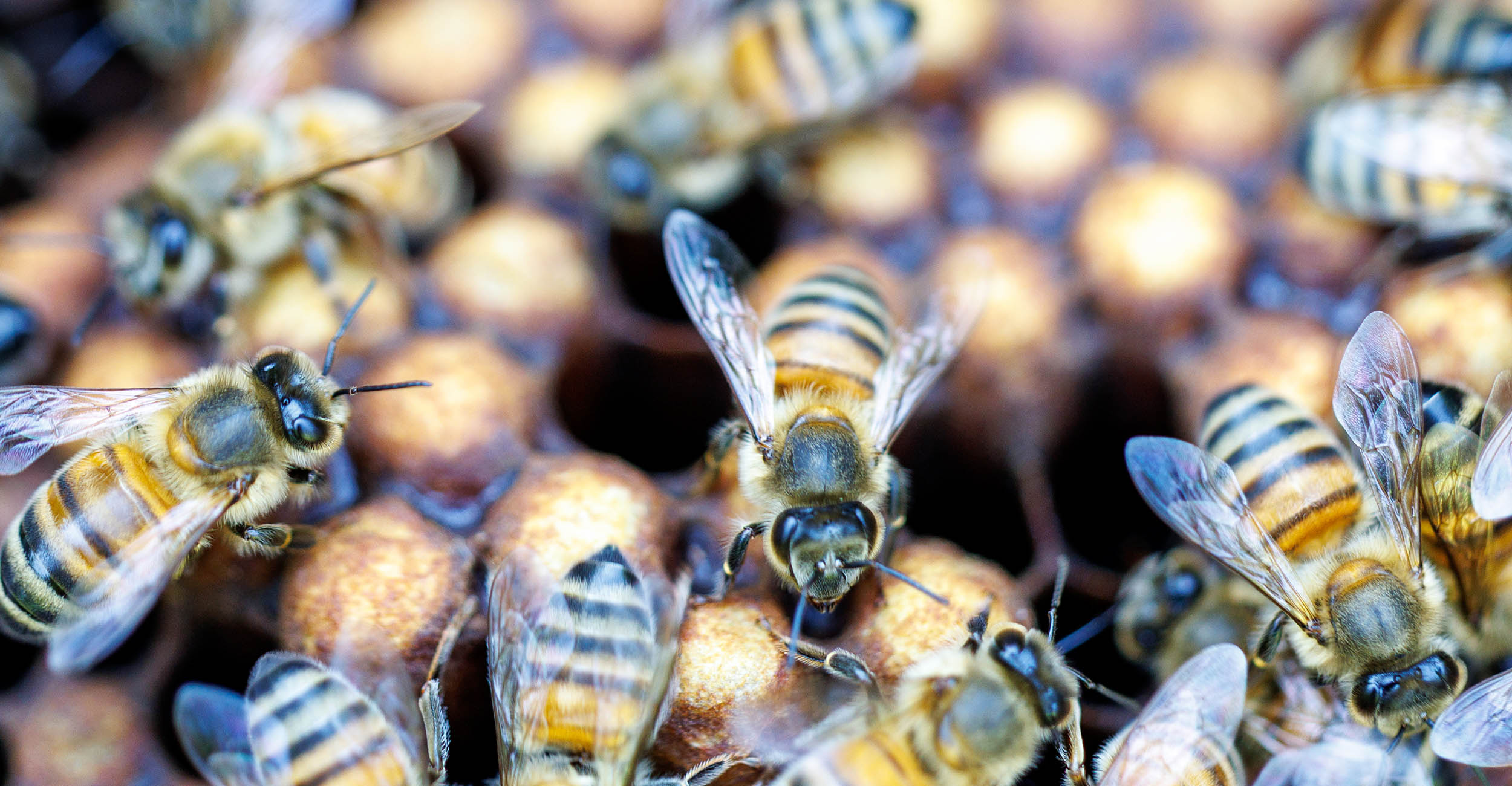 A close-up of yellow, black and brown honeybees on an orange honeycomb with holes.