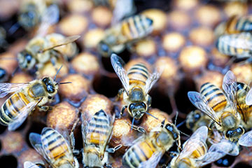 OSU research studies superheroes of the insect world | Oklahoma State ...