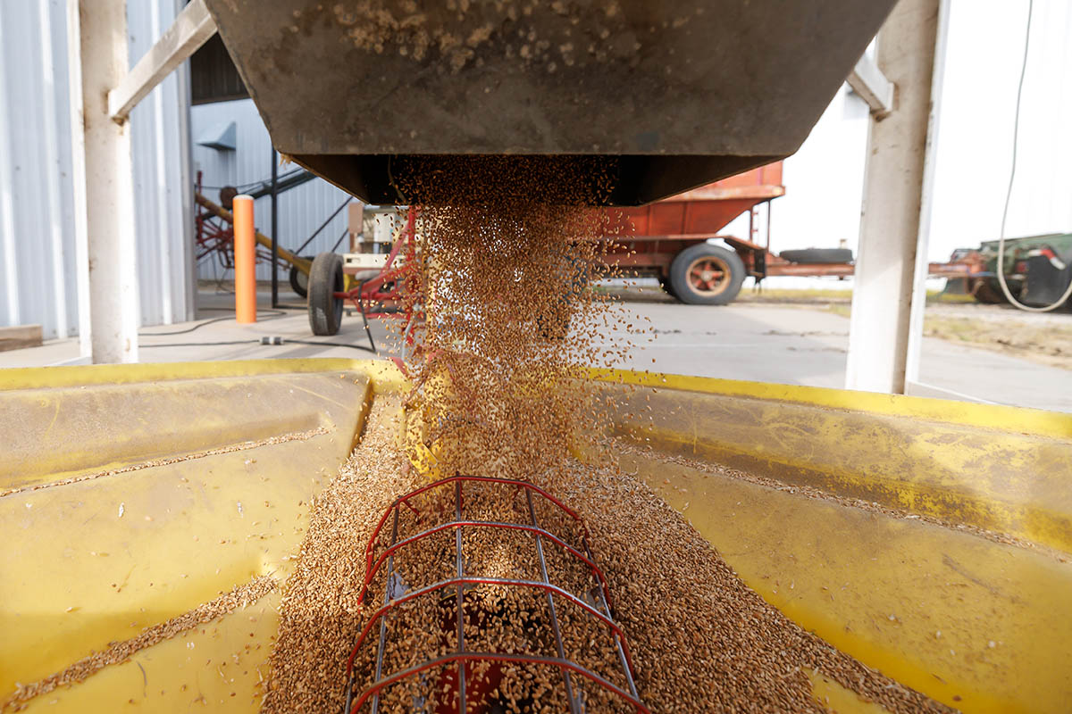 Wheat seed pouring out of a machine