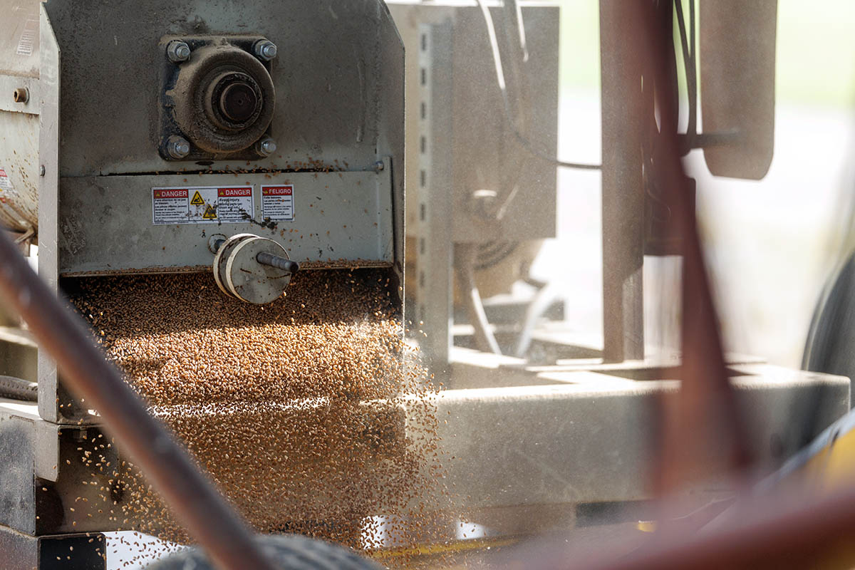 Seeds running out of a seed-separting machine