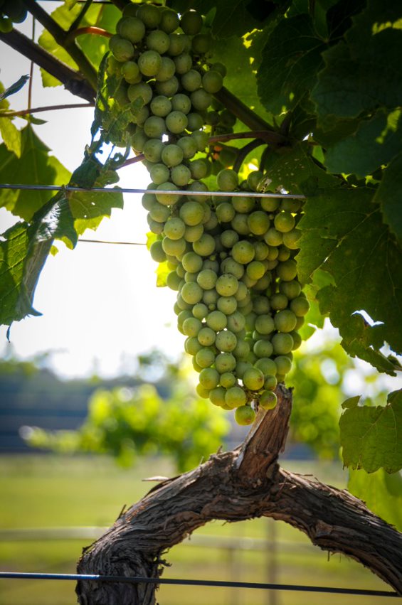 Green grapes. 