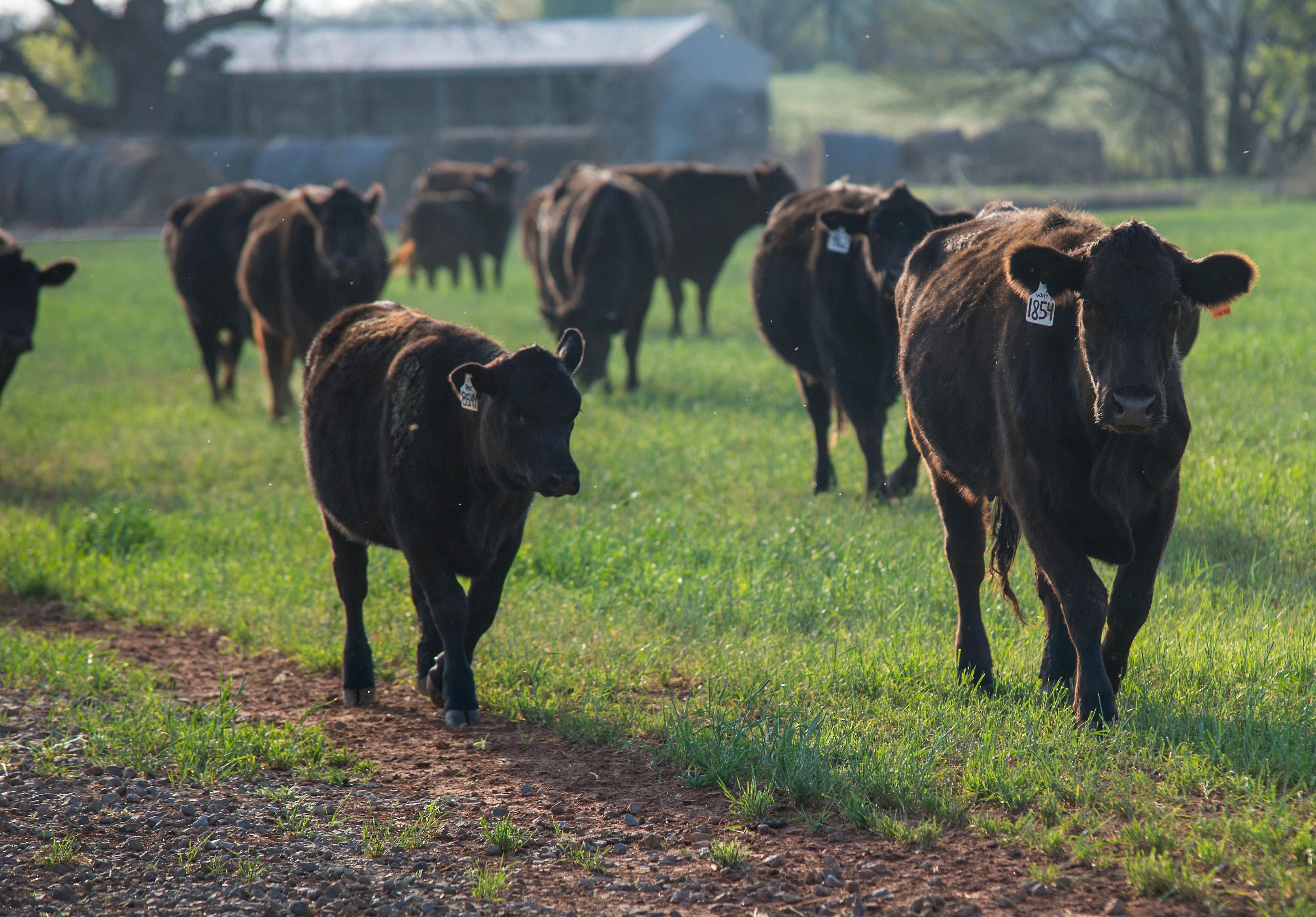 Cattle grazing. 